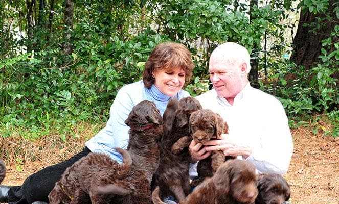 Southern Cross Labradoodles