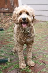 Southern Cross Labradoodles