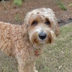 Southern Cross Labradoodles