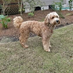 Southern Cross Labradoodles