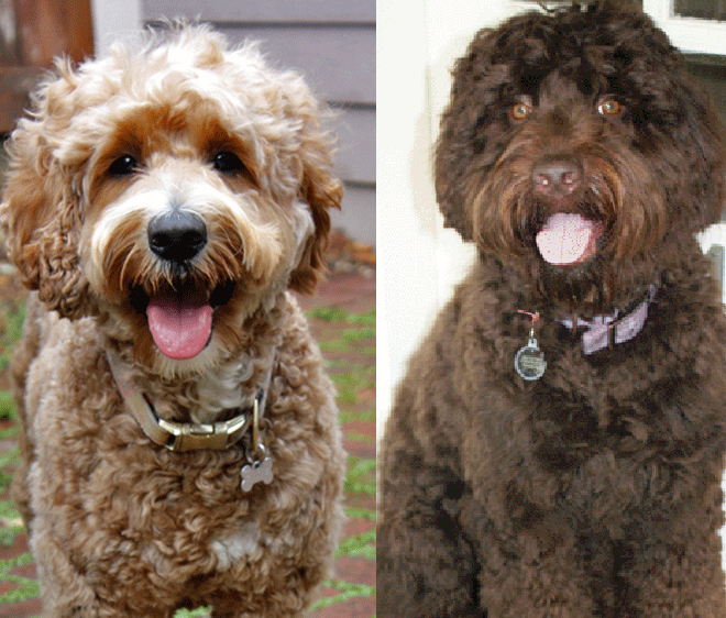 Southern Cross Labradoodles