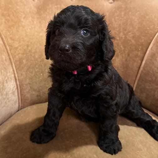 Southern Cross Labradoodles