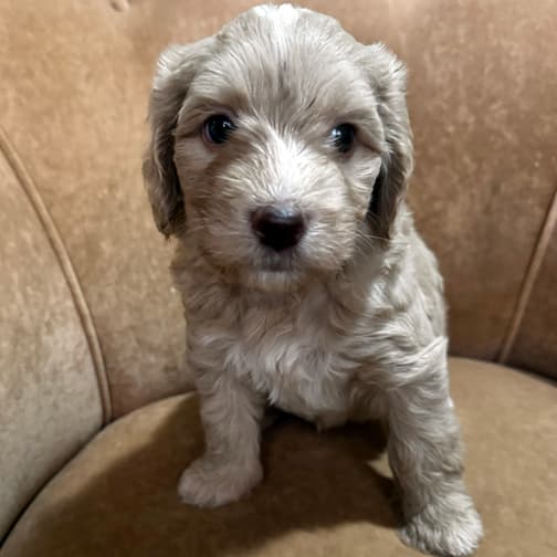 Southern Cross Labradoodles