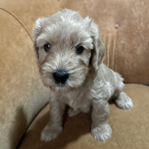 Southern Cross Labradoodles