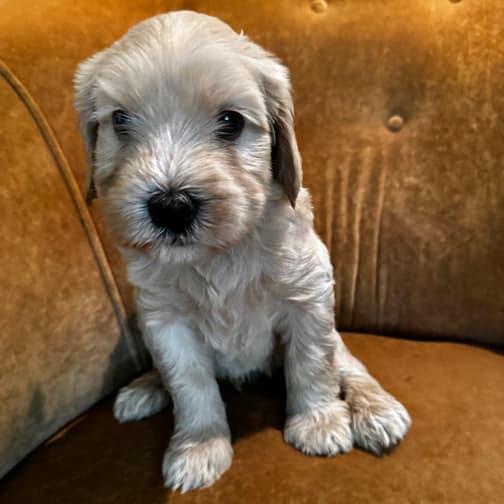 Southern Cross Labradoodles