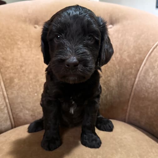 Southern Cross Labradoodles