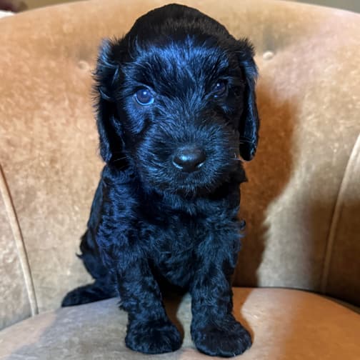 Southern Cross Labradoodles