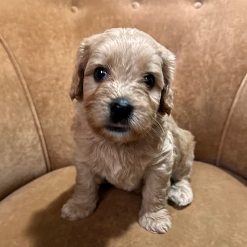 Southern Cross Labradoodles